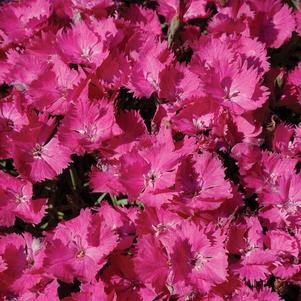 Dianthus 'Uribest52' 