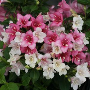 Weigela florida 'VUKOZGemini' 