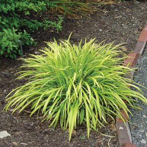 Liriope muscari 'Pee Dee Gold Ingot' 