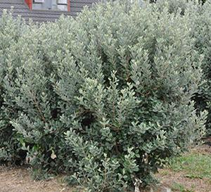 Acca sellowiana 'TharFiona' 