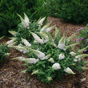 Buddleia x 'SMNBDW' 