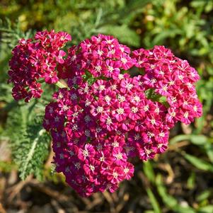 Achillea millefolium 'Ritzy Rose' 