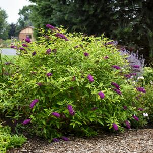 Buddleia davidii 'Little Nugget' 