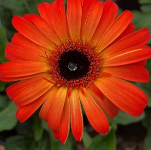 Gerbera 'Sweet Sunset' 