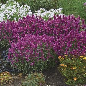 Agastache 'Rosie Posie' 