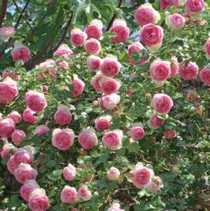 Rosa x 'Meiviolin' 