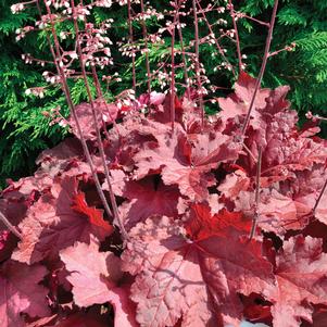 Heuchera 'Magma' 