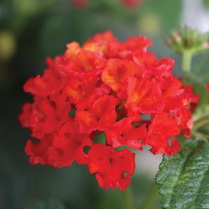 Lantana camara 'Red Sky' 