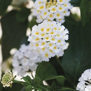 Bandana Cherry Lantana (Lantana camara 'Bante Cheria') in