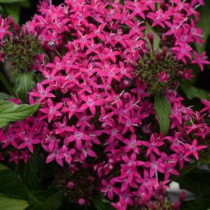 Pentas lanceolata 'PAS1096464' 