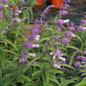 Salvia leucantha 'Ferpink' 