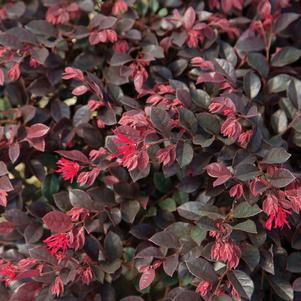 Loropetalum chinense var. rubrum 'PIILC-II' 