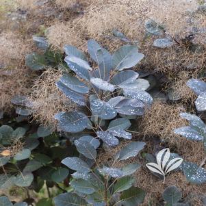 Cotinus coggygria 'Velvet Cloak' 