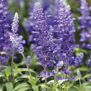 Salvia farinacea 'Midnight Candle' 