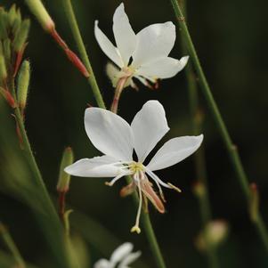 Gaura lindheimeri 'KLEGL14844' 