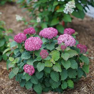 Hydrangea arborescens 'NCHA7' 