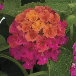 Lantana camara 'Pink Sky' 