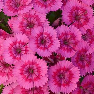 Dianthus barbatus interspecific 'PAS970056' 