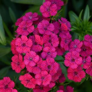 Dianthus barbatus interspecific 'PAS970054' 