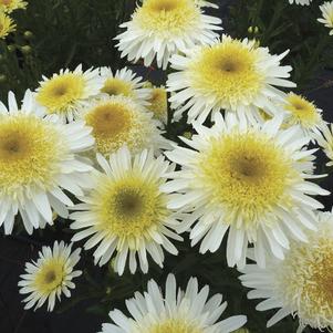 Leucanthemum x superbum 'Real Glory' 