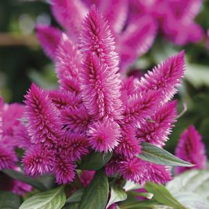 Celosia argentea 'Classic' 