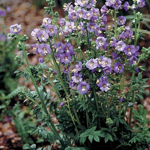 Polemonium boreale 'Heavenly Habit' 