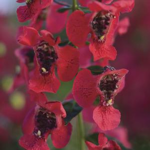 Angelonia angustifolia 'Balarcher' 