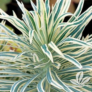 Euphorbia characias 'Tasmanian Tiger' 
