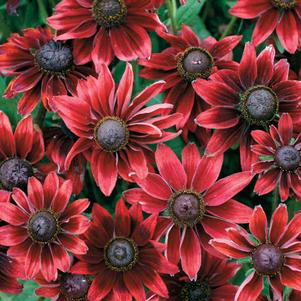 Rudbeckia hirta 'Cherry Brandy' 