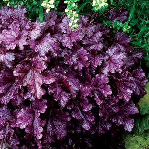 Heuchera 'TNHEUFP' 