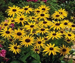 Rudbeckia fulgida 'Little Goldstar' 