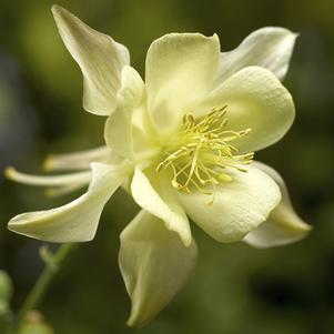 Aquilegia caerulea 'Kirigami Yellow' 