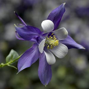 Aquilegia caerulea 'Kirigami Deep Blue & White' 