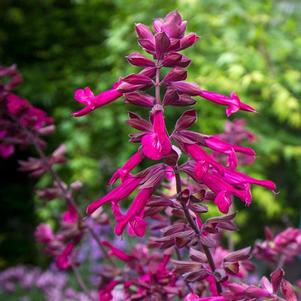 Salvia 'Ser-Wish' 