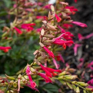 Salvia 'SAL010-1' 