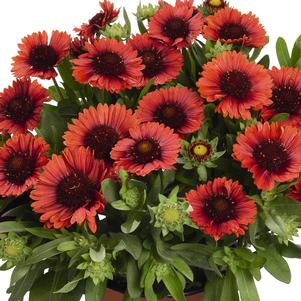 Gaillardia aristata 'Spintop Red Starburst' 