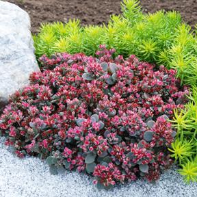 Sedum 'Blue Elf' 