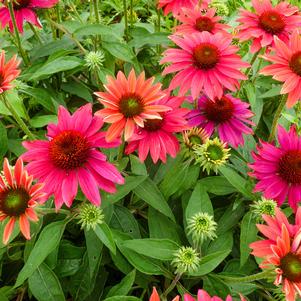 Echinacea 'Balsomtresgo' 