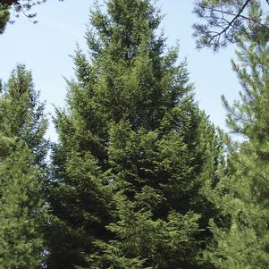 Picea abies 