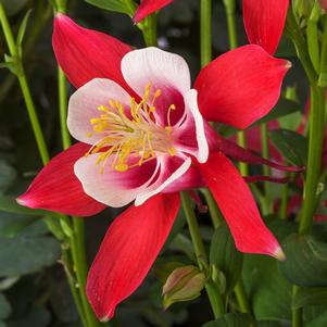 Aquilegia caerulea 'Kirigami Red & White' 