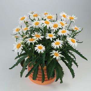 Leucanthemum x superbum 'Lucille Grace' 