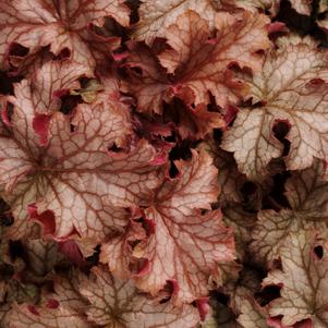 Heuchera x villosa 'Carnival Peach Parfait' 