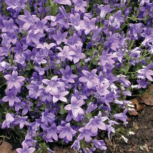 Campanula 'Birch Hybrid' 