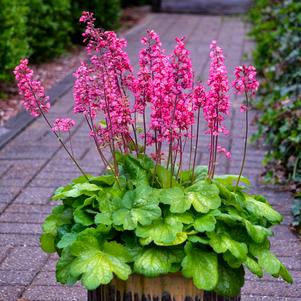 Heuchera 'Timeless Glow' 