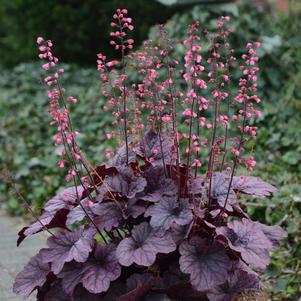 Heuchera 'Timeless Grape' 