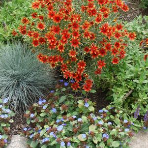 Coreopsis 'Glowing Embers' 