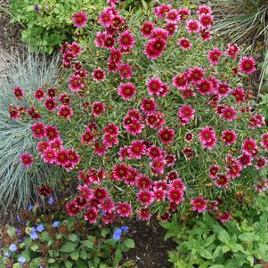 Coreopsis 'Cherry Blast' 