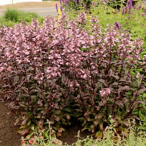 Penstemon digitalis 'TNPENDB' 