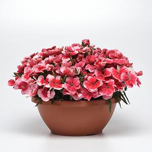 Dianthus chinensis 'PAS1067731' 