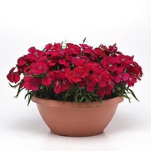 Dianthus chinensis 'PAS970058' 